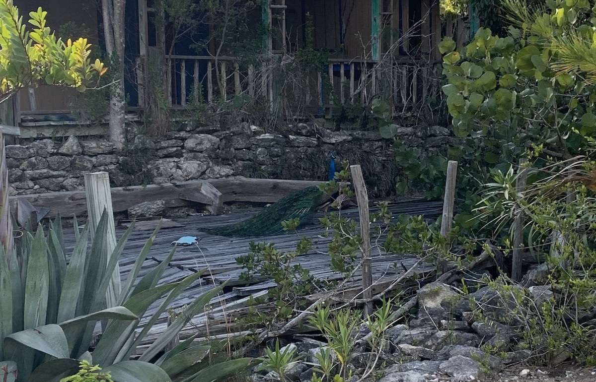 Indian Peafowl - ML315783031