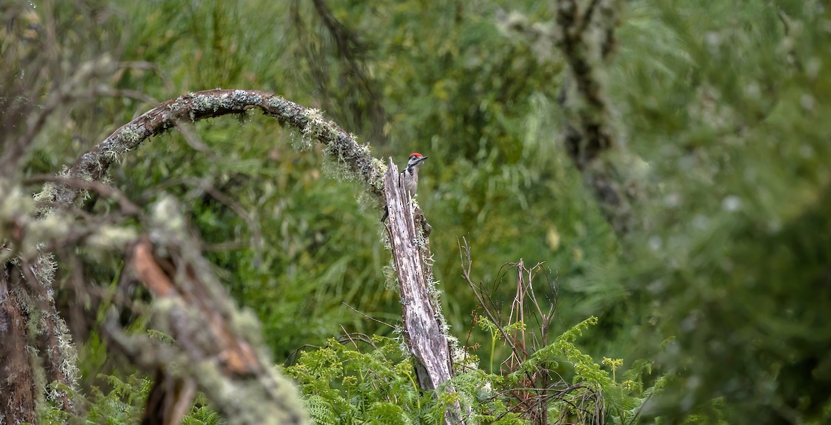 Great Spotted Woodpecker - ML315783041