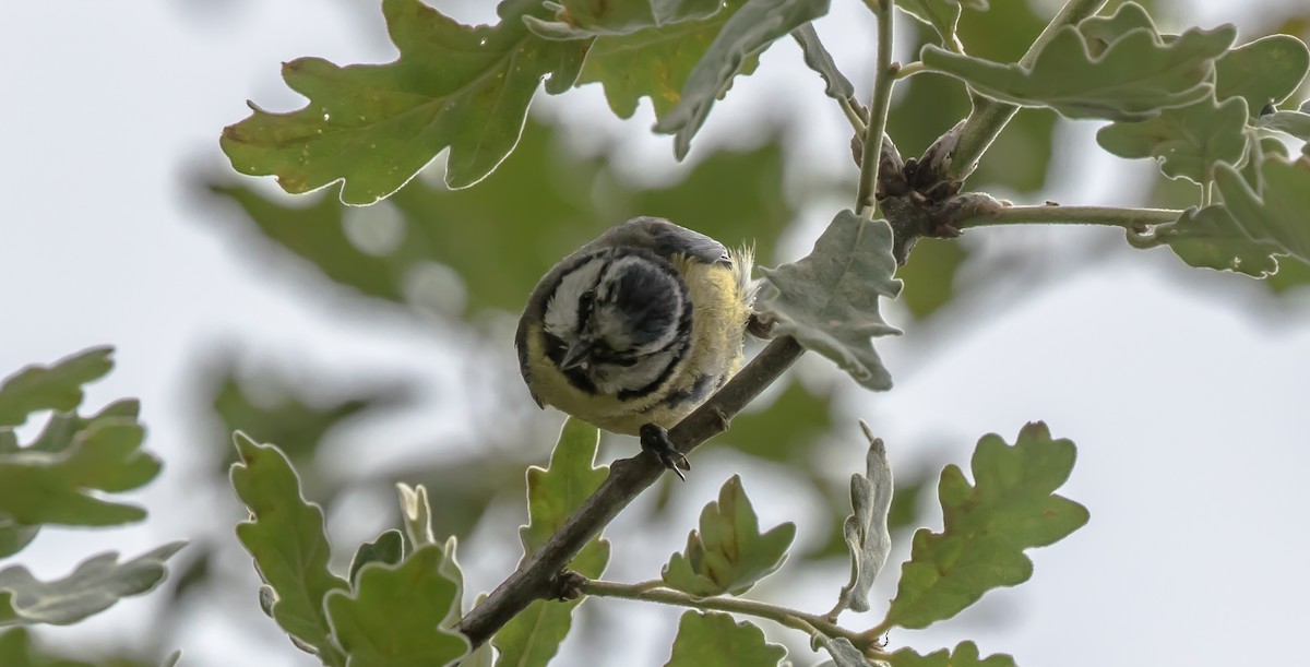 Eurasian Blue Tit - ML315783551