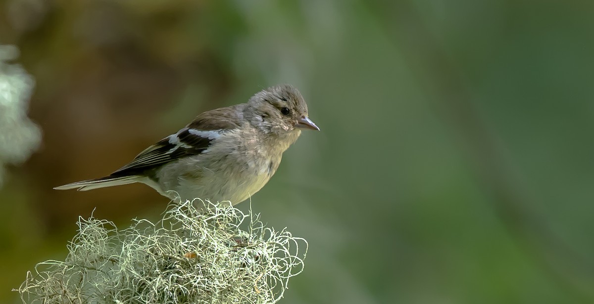 Common Chaffinch - ML315784691