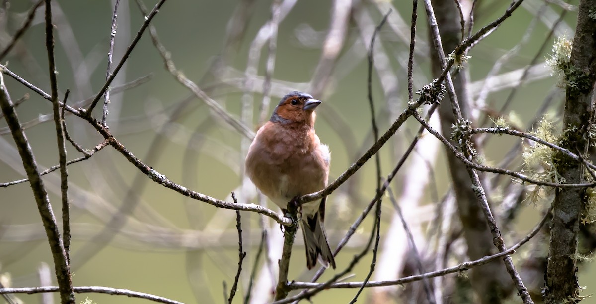 Common Chaffinch - ML315784781