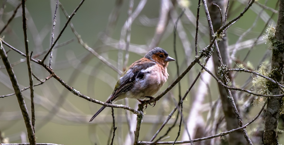 Common Chaffinch - ML315784801