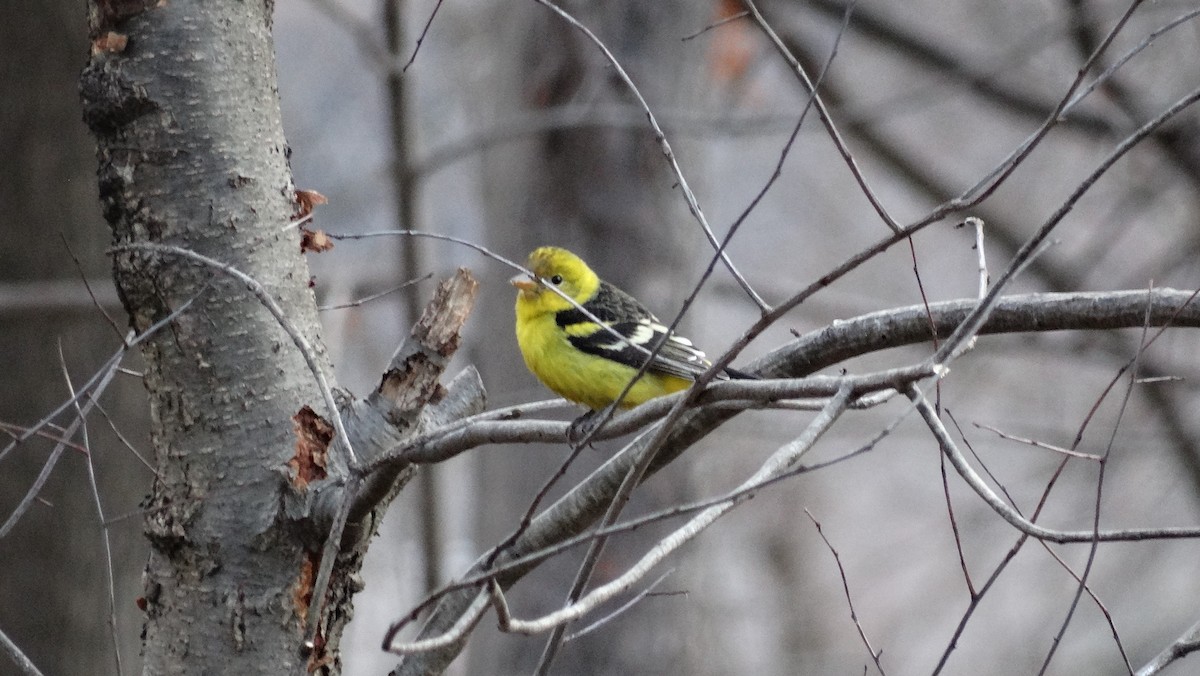 Western Tanager - ML315785251