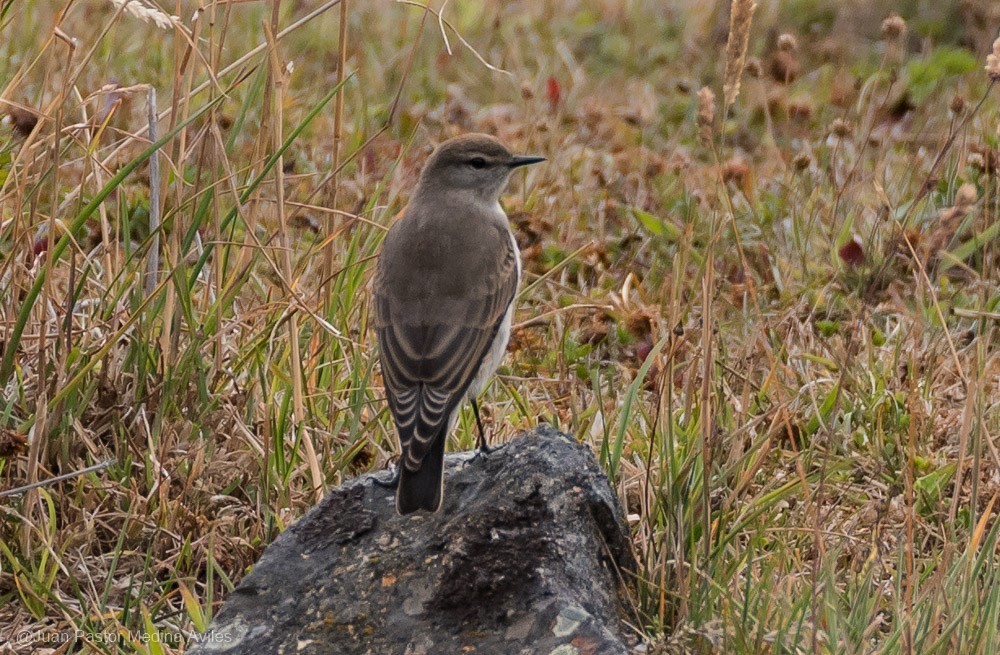 White-browed Ground-Tyrant - Juan Pastor Medina Avilés