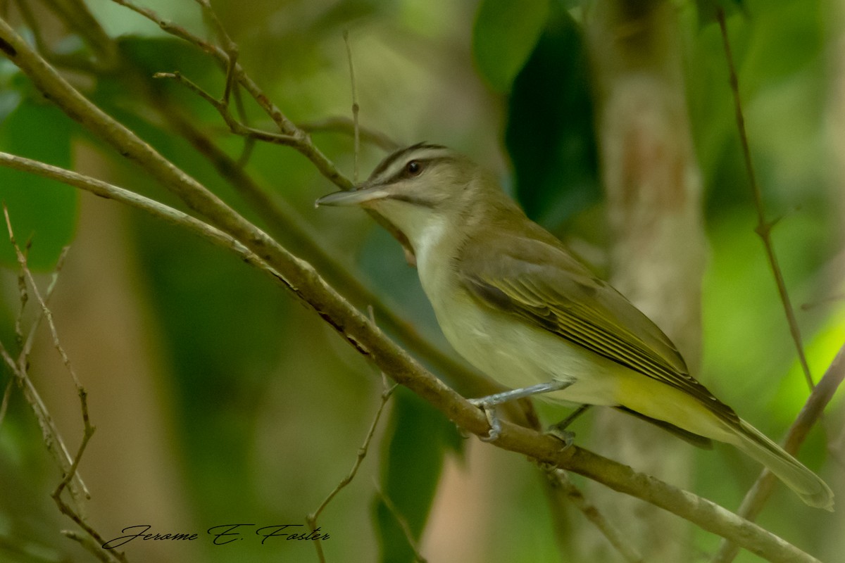 Black-whiskered Vireo - ML315785681