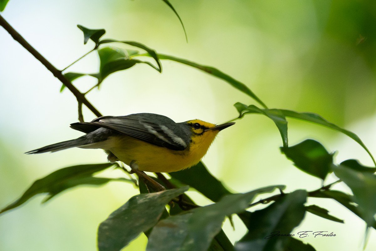 St. Lucia Warbler - ML315785711