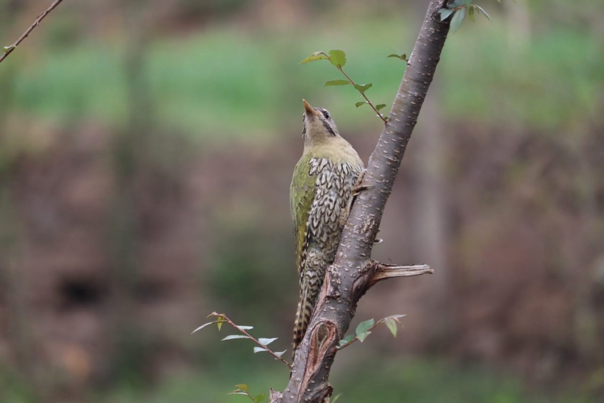 Scaly-bellied Woodpecker - Nazim Ali Khan