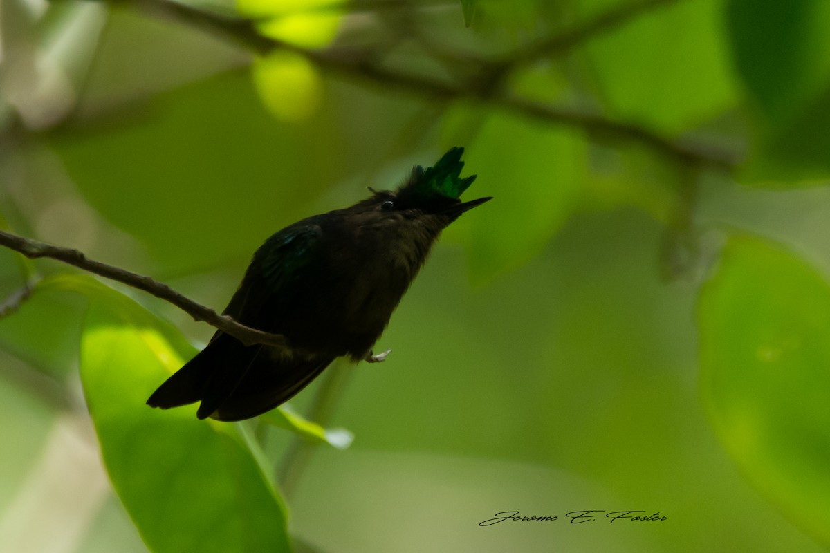 Antillean Crested Hummingbird - ML315787321