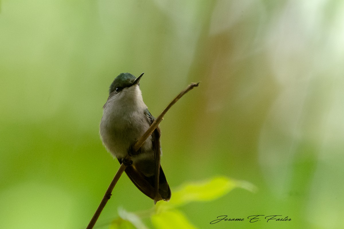 Antillean Crested Hummingbird - ML315787331