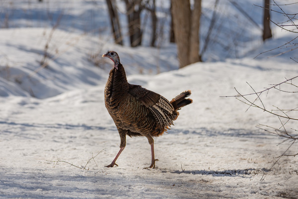 Wild Turkey - ML315787641