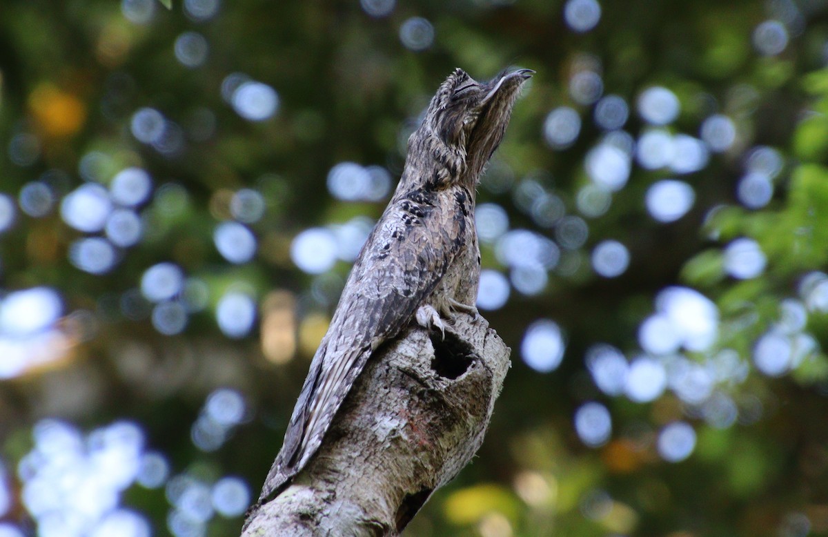 Common Potoo - ML315787691