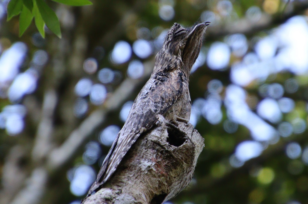 Common Potoo - ML315788381