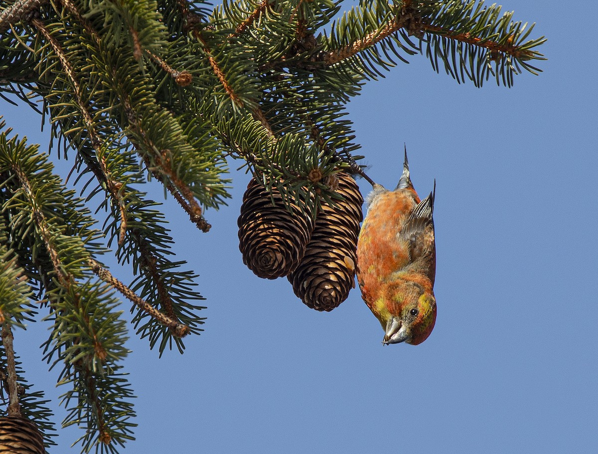 Red Crossbill (Northeastern or type 12) - ML315788911
