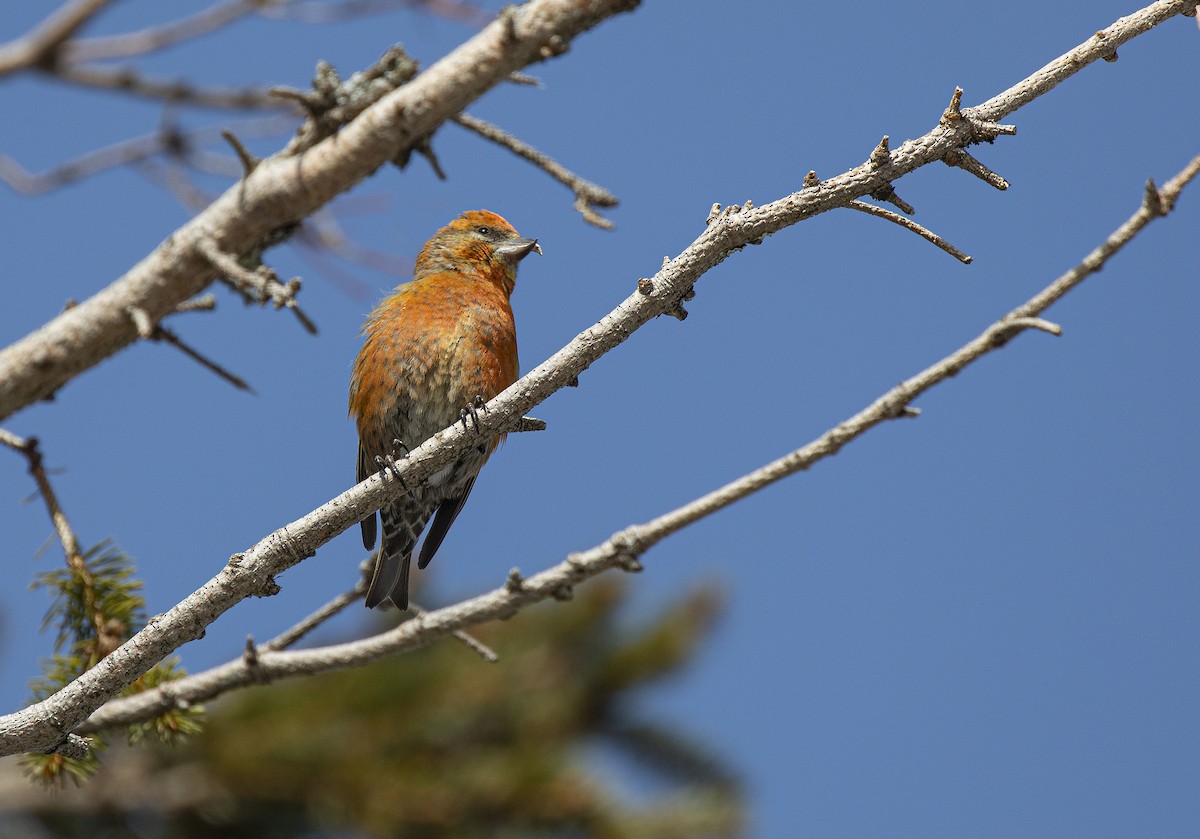 Red Crossbill (Northeastern or type 12) - ML315788931