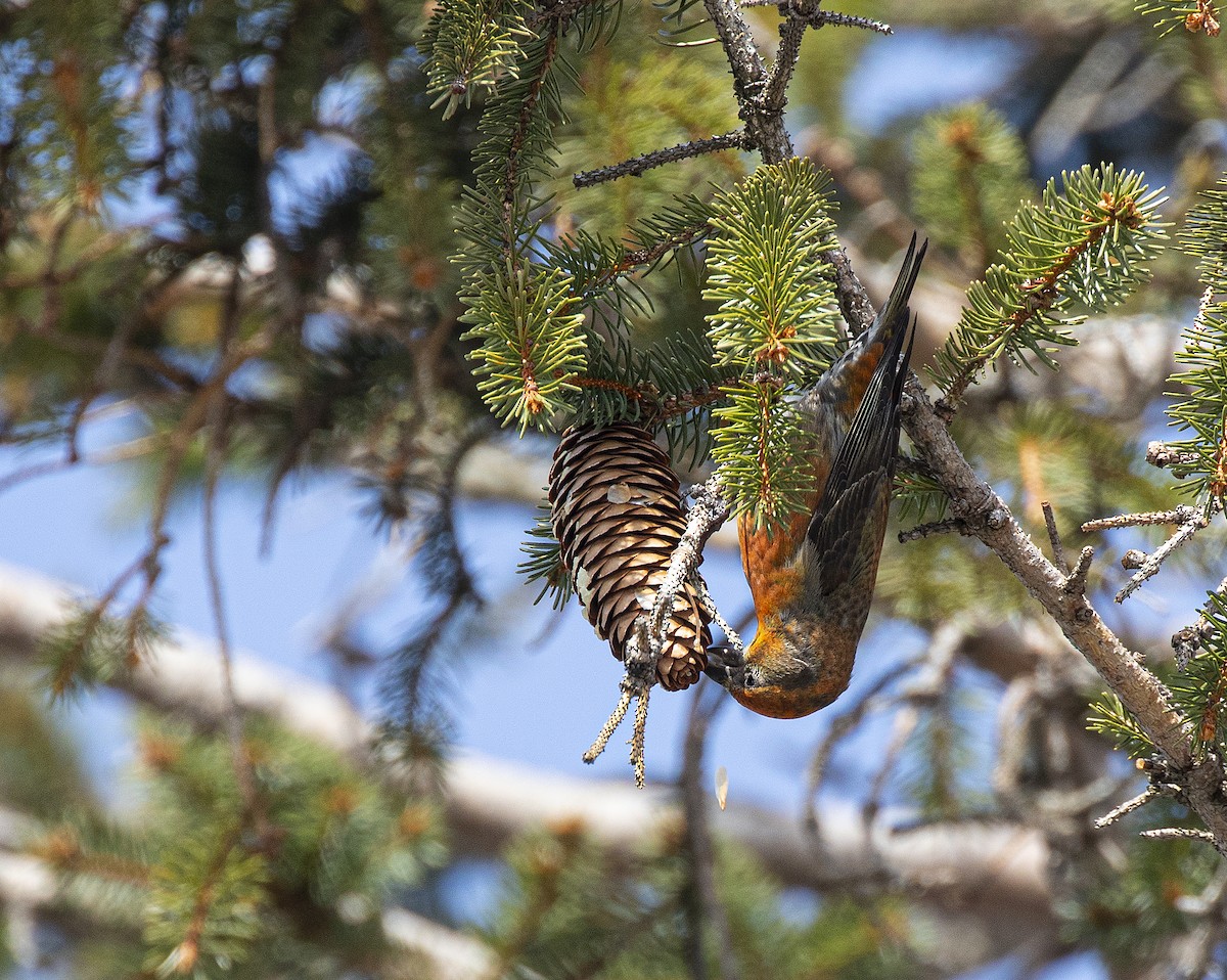 Red Crossbill (Northeastern or type 12) - ML315788941