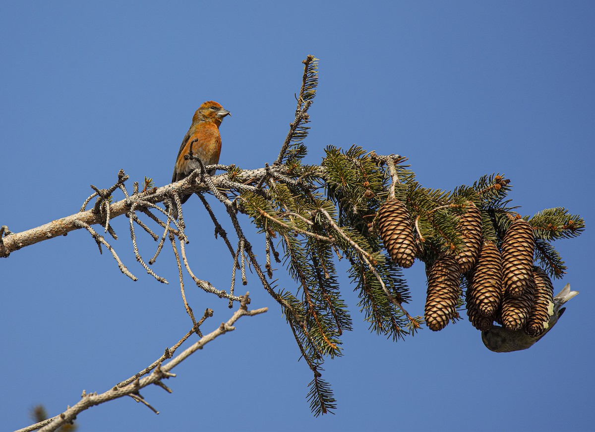Red Crossbill (Northeastern or type 12) - ML315788951