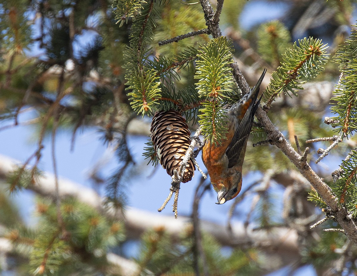 Red Crossbill (Northeastern or type 12) - ML315789281