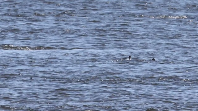 Barrow's Goldeneye - ML315789631