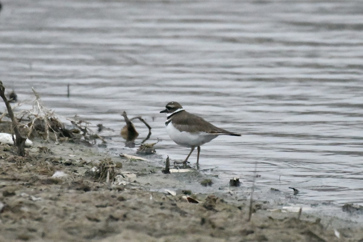 Killdeer - ML315789821
