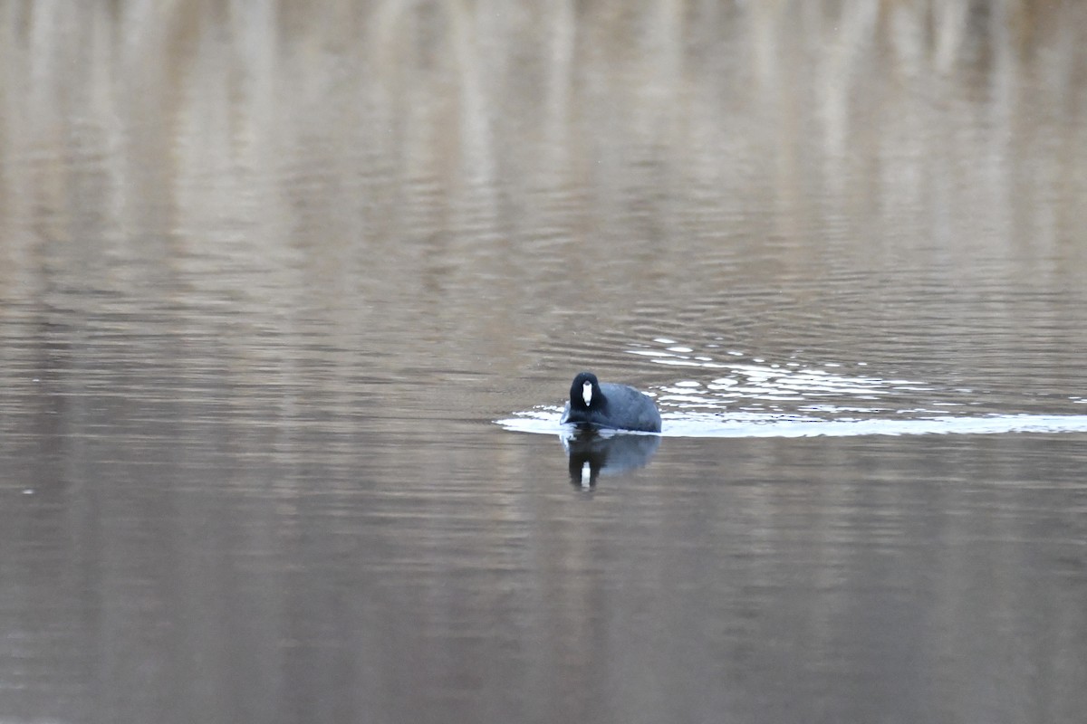 American Coot - ML315791151