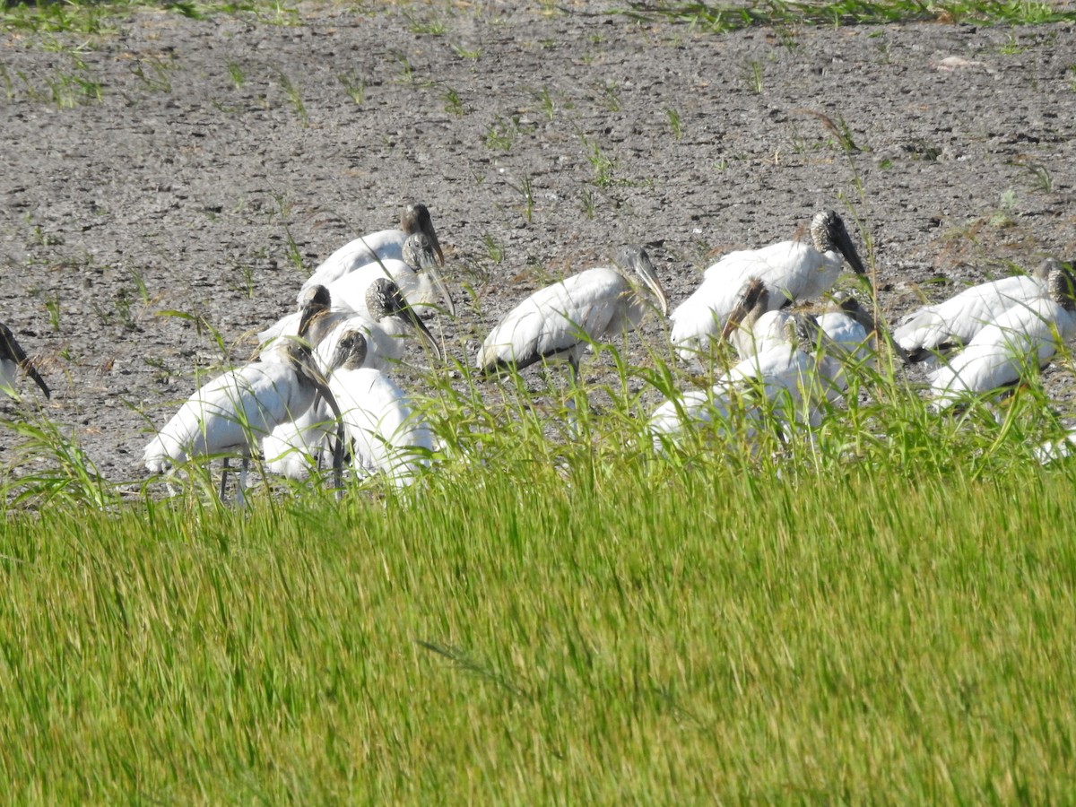 Wood Stork - ML315791911