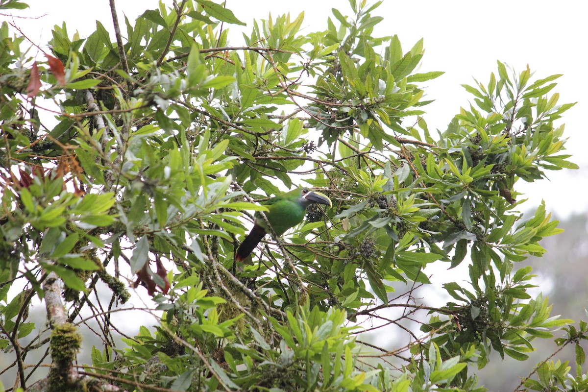 Toucanet à gorge blanche - ML31579251