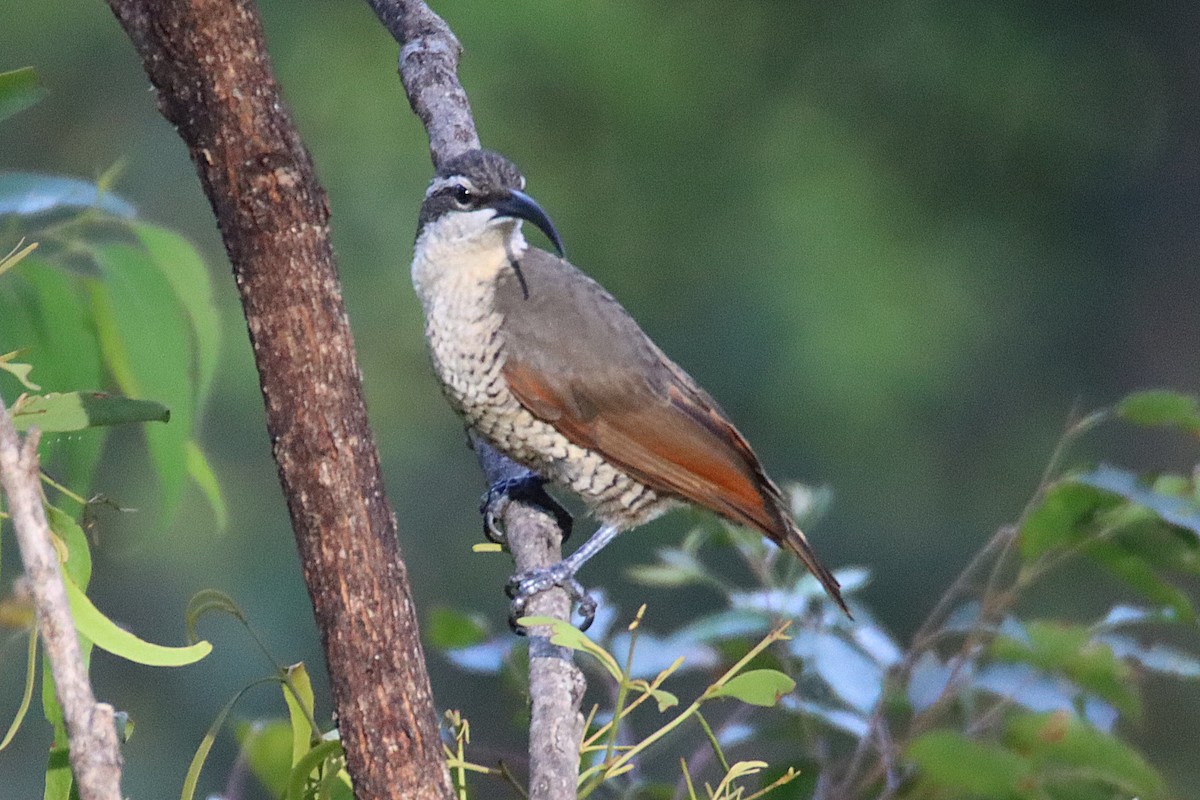 Paradise Riflebird - ML315795731