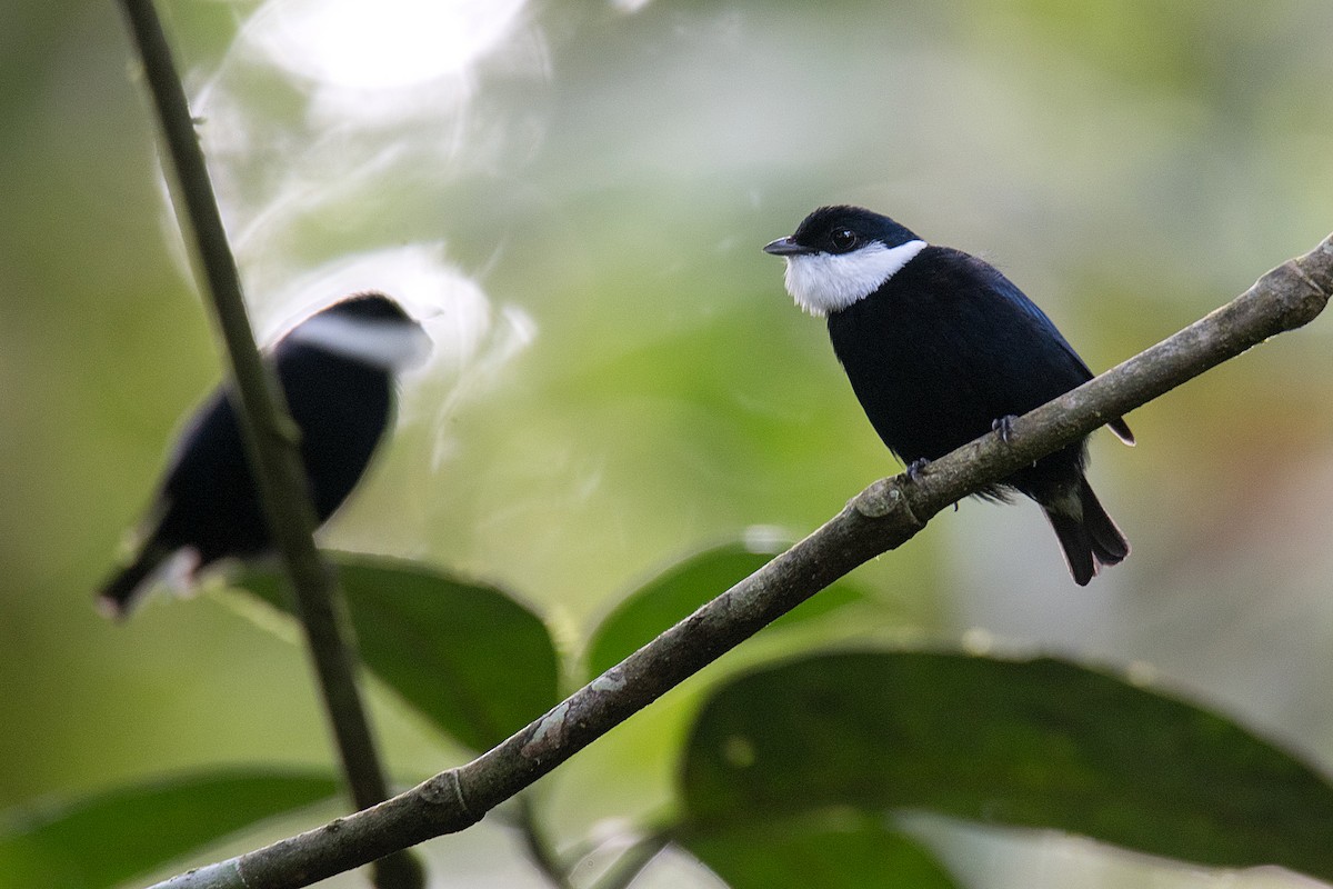 White-bibbed Manakin - Carlos Bran-Castrillón