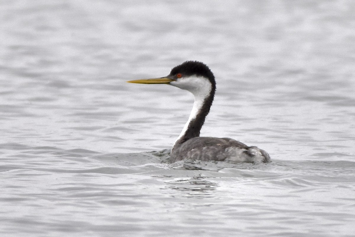 Western Grebe - Matthew Law