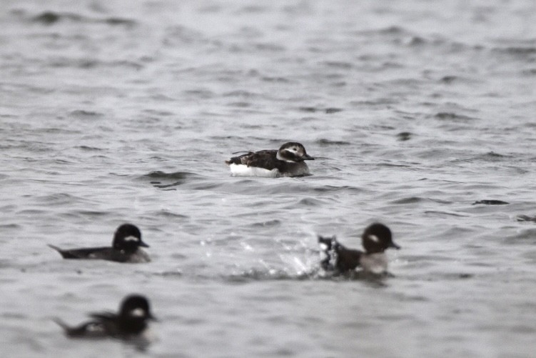 Long-tailed Duck - ML315797961