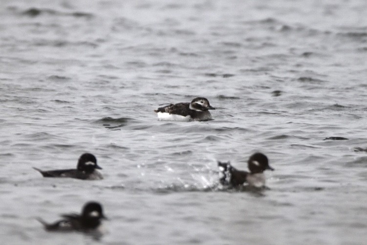 Long-tailed Duck - Matthew Law