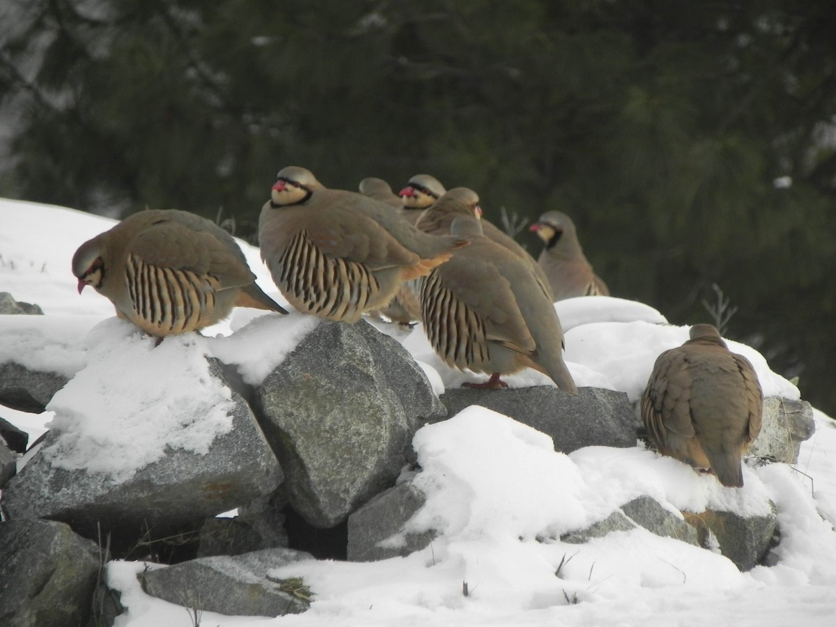 Chukar - ML315799181