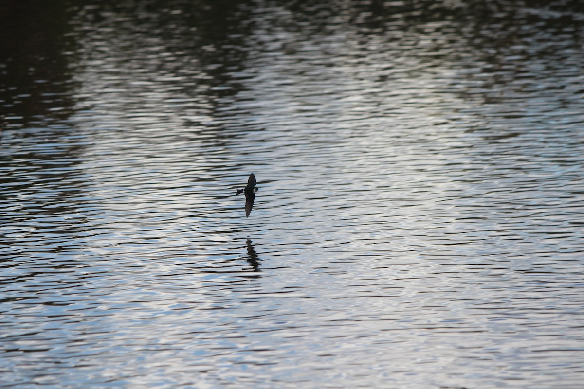 Violet-green Swallow - ML315799261