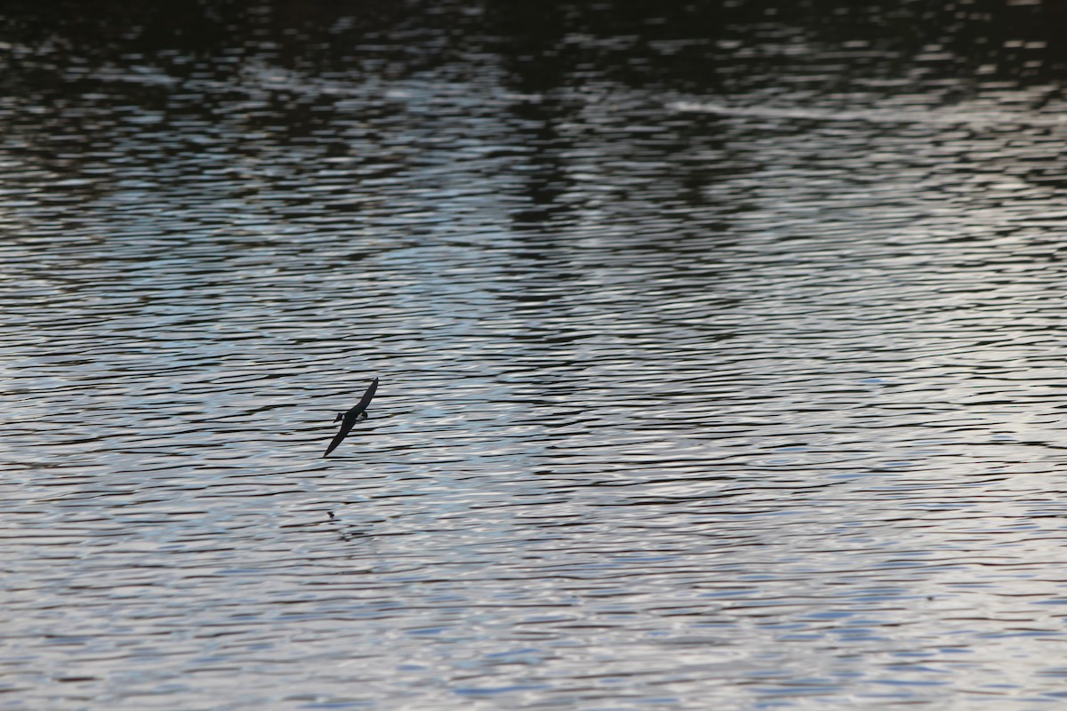 Violet-green Swallow - ML315799291