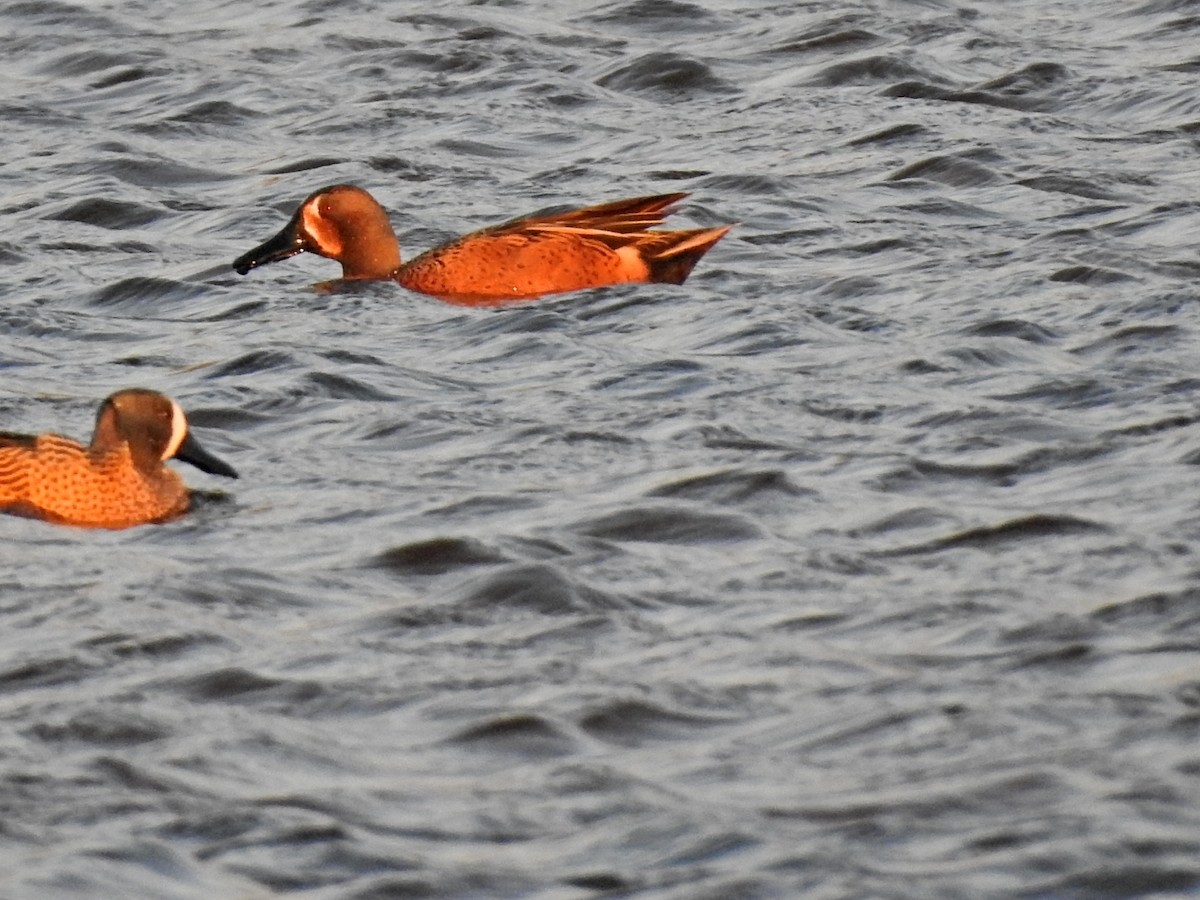 Blue-winged x Cinnamon Teal (hybrid) - ML315800831