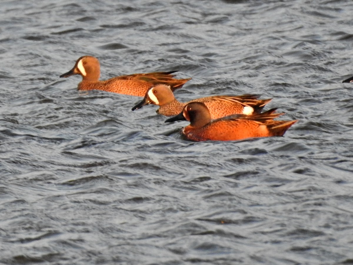 Blue-winged x Cinnamon Teal (hybrid) - ML315800841