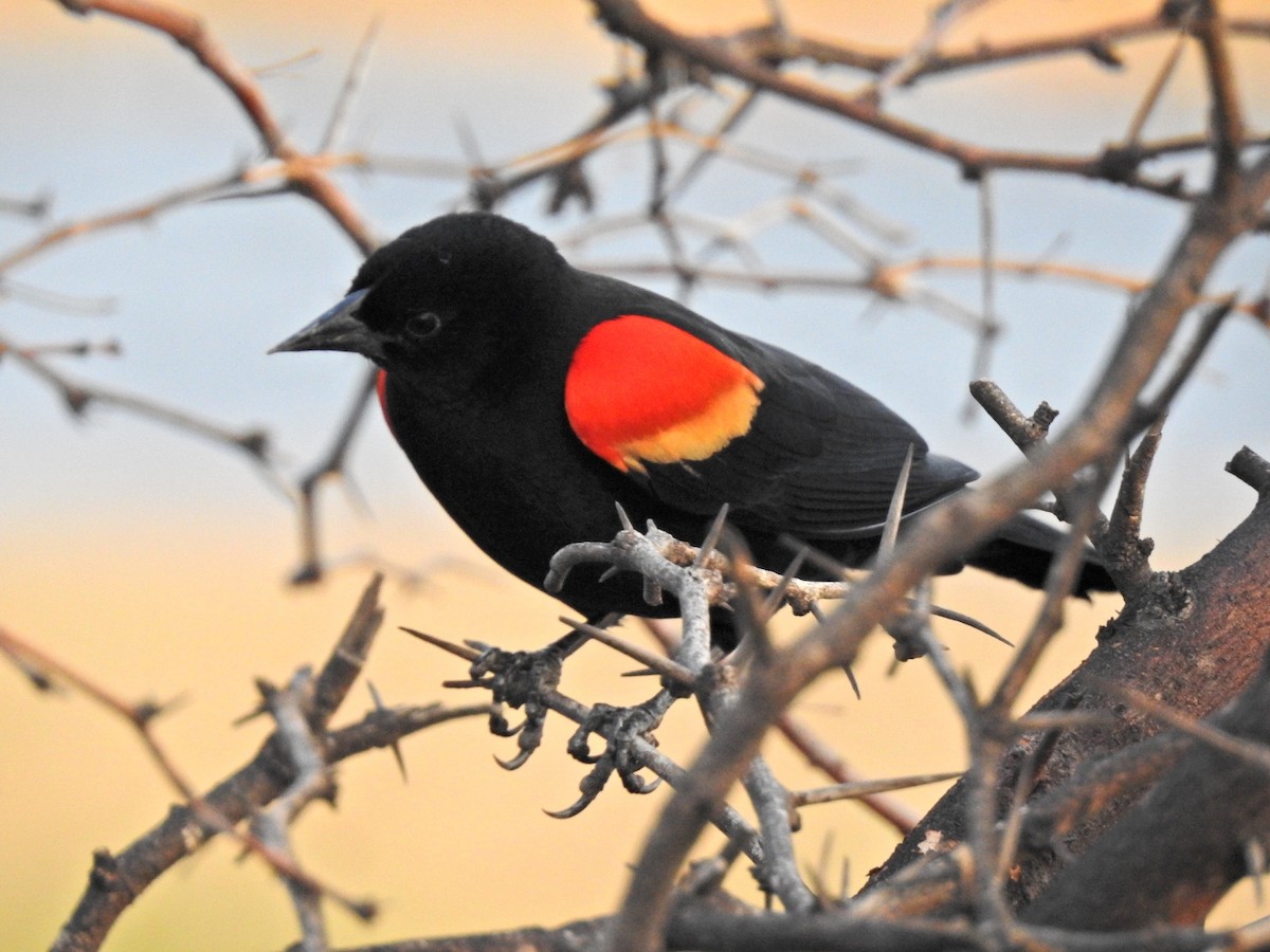 Red-winged Blackbird - ML315800891