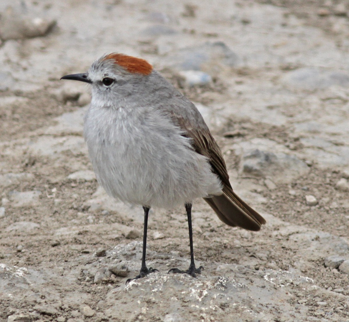eBird Checklist - 27 Jun 2016 - Santa Rosa - 2 species