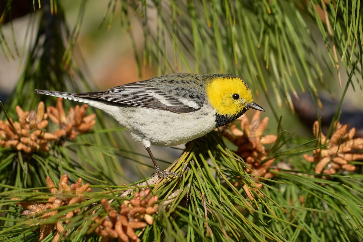 Hermit Warbler - ML315802371