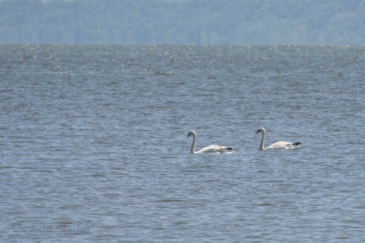 Mute Swan - André Babin