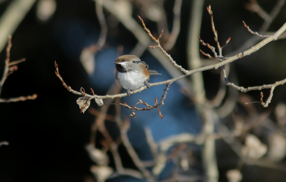 Mésange à tête brune - ML315803171