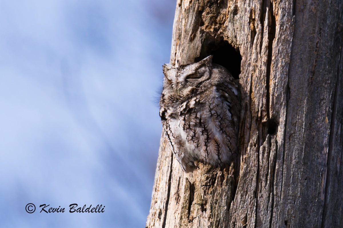 Eastern Screech-Owl - Kevin Baldelli