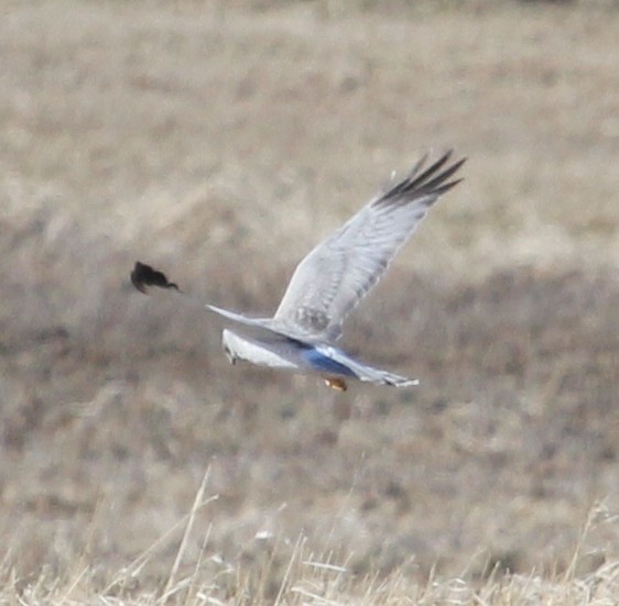 Northern Harrier - ML315806741