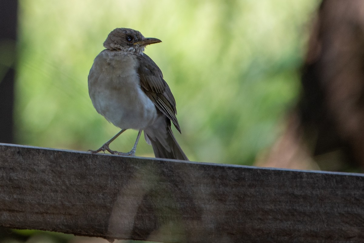 Creamy-bellied Thrush - ML315808081