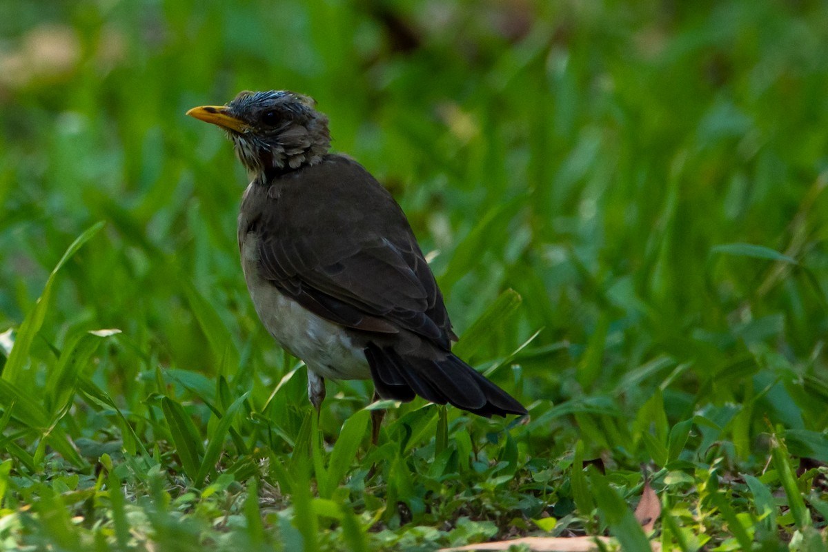 Creamy-bellied Thrush - ML315808131