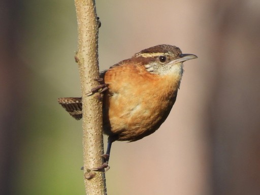 Carolina Wren - ML315809121