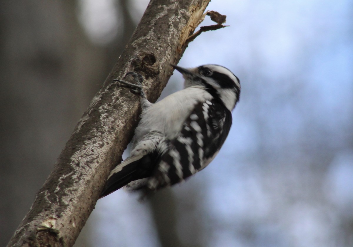 Downy Woodpecker - ML315810061