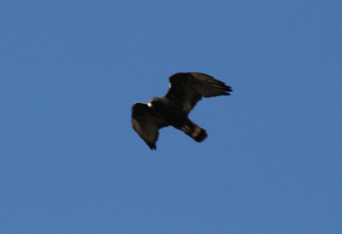 Zone-tailed Hawk - ML315810701