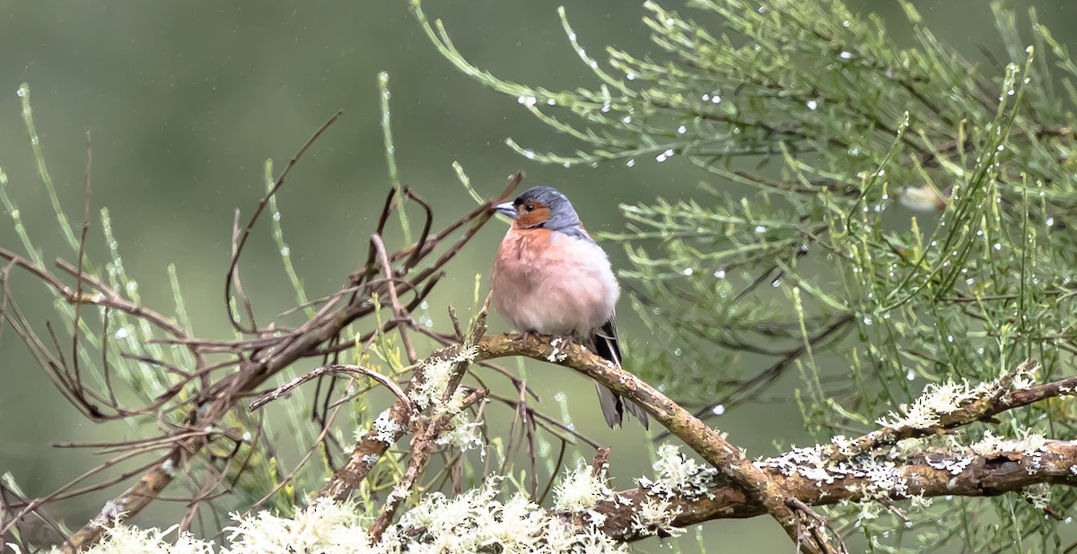 Common Chaffinch - ML315811001