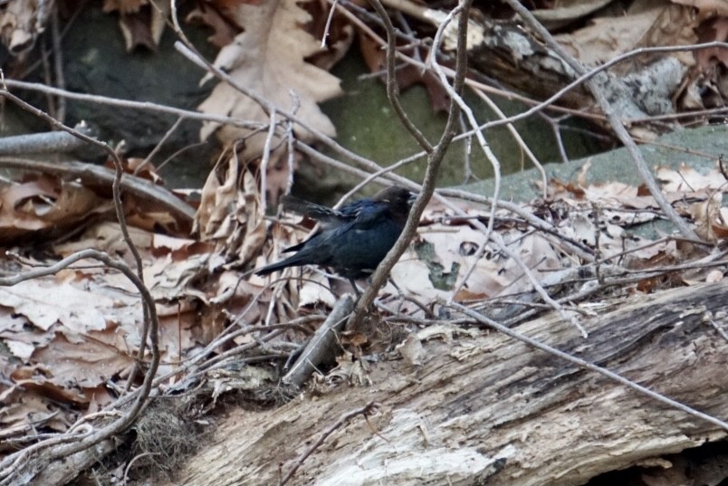 Brown-headed Cowbird - ML315813281